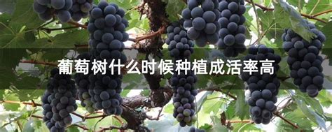 葡萄什么季节种植成活率高