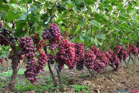 葡萄啥时间种植