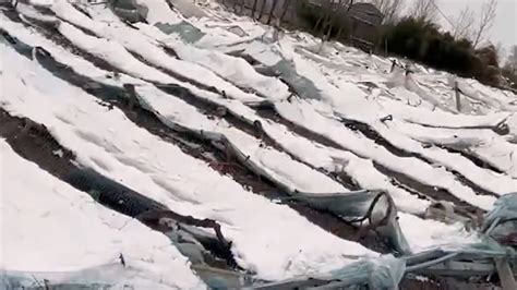 葡萄棚被大雪压塌视频