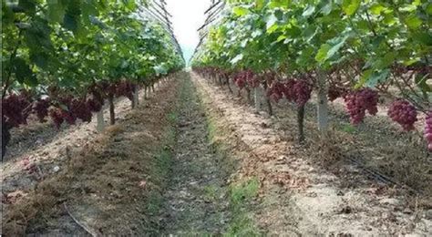 葡萄的种植全部过程