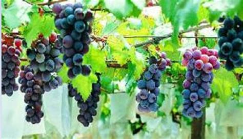 葡萄的种植方法与季节