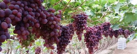 葡萄种植在什么时候最合适