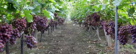 葡萄种植密度