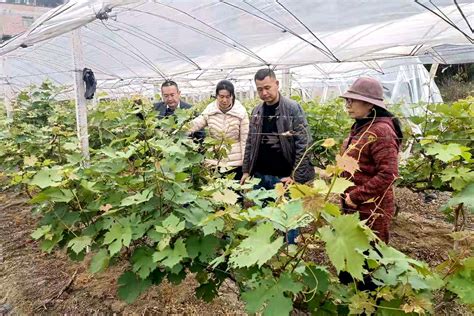 葡萄种植技术发展