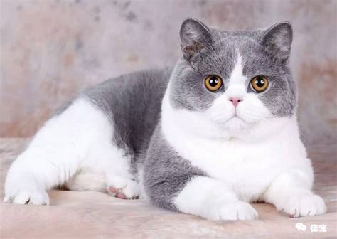 蓝白猫能长多少斤
