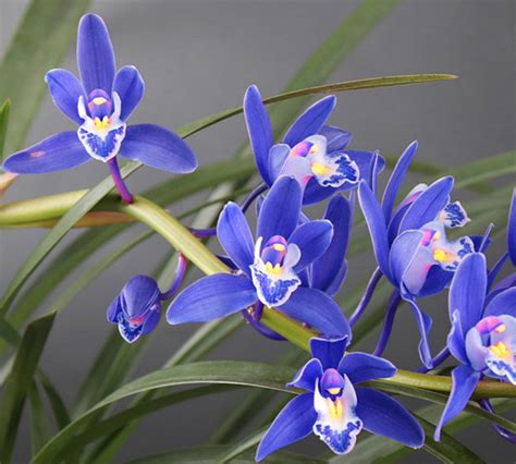 蓝色花苞的兰花的图片