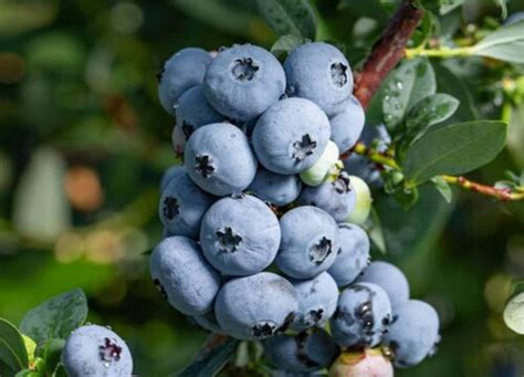 蓝莓什么季节栽培最好