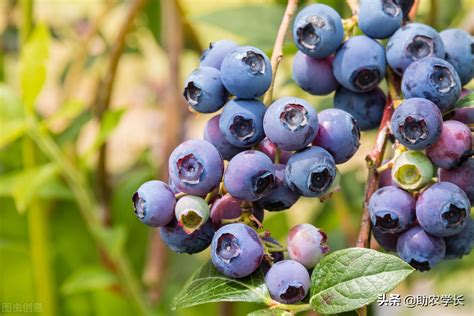 蓝莓几月份种最适合