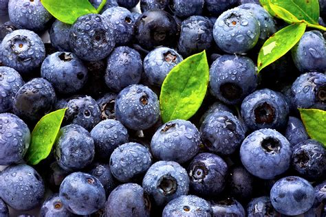 蓝莓可以家庭种植吗