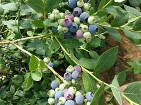 蓝莓可以种植在家里