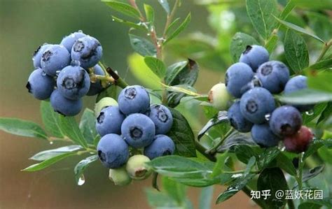蓝莓哪个季节种植最好