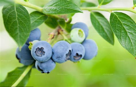 蓝莓树适合在东北种吗
