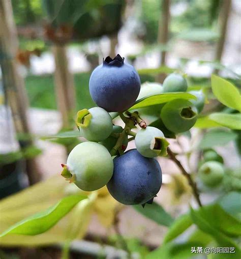 蓝莓种植家里