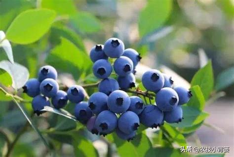 蓝莓种植技巧
