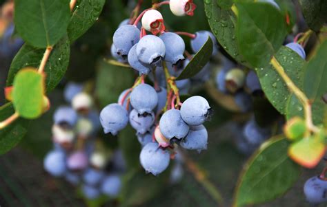 蓝莓种植最佳时间