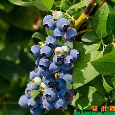 蓝莓种植适合什么地方庭院
