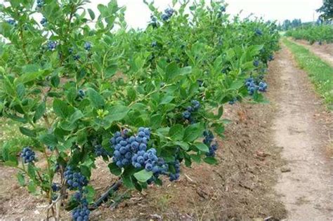 蓝莓能在室内种植吗