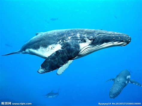 蓝鲸生活在太平洋
