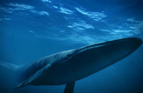 蓝鲸的声音真实