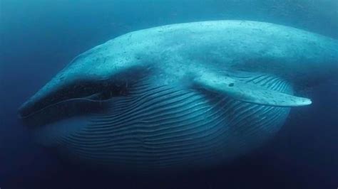 蓝鲸的最大信息