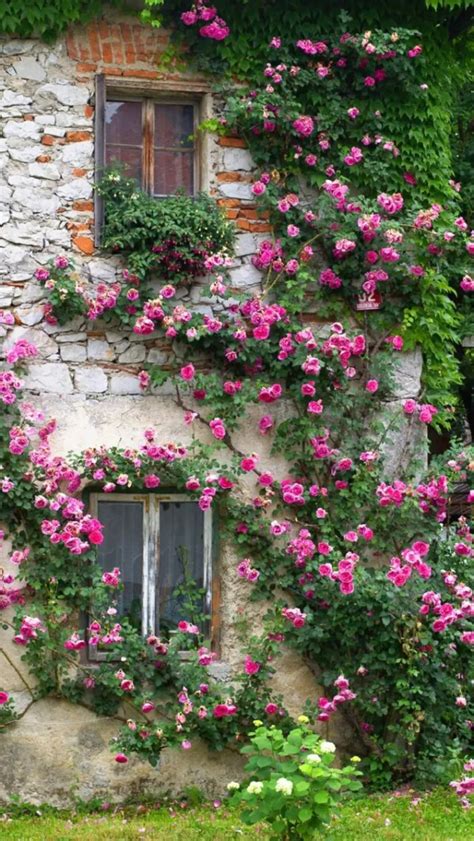 蔷薇花开旧窗前
