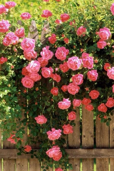 蔷薇花的栽培方法及繁殖方式