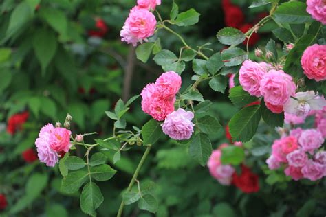 蔷薇花的繁殖栽培方法