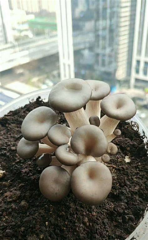 蘑菇如何留种