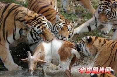 虎吃猎狗