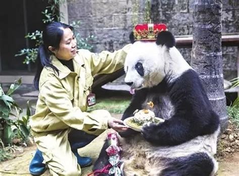 虐待熊猫的中国饲养员