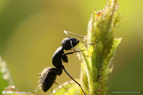 蚂蚁会放牧哪些昆虫