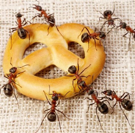 蚂蚁吃什么食物