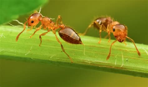 蚂蚁摄影媒体运营