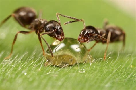 蚂蚁的种类图片