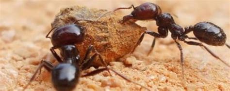 蚂蚁通过什么感知环境