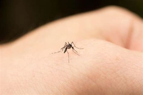 蚊子喜欢咬哪种血型的人