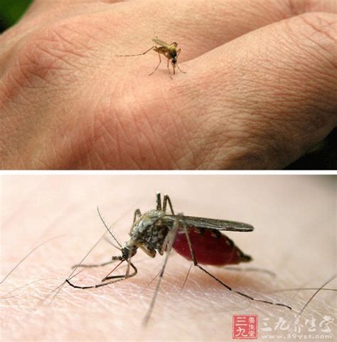 蚊子最怕啥