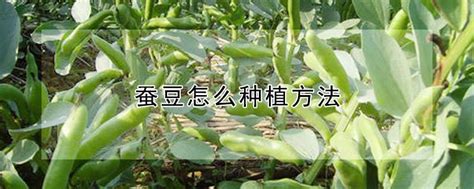 蚕豆怎么种植方法