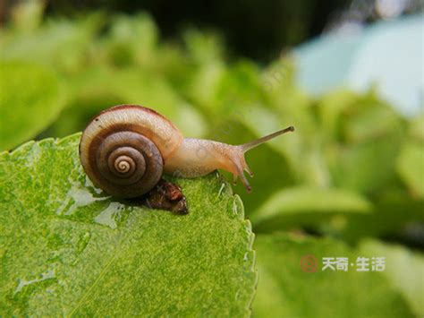蜗牛吃什么在家养该怎么养