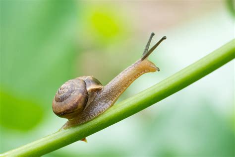 蜗牛是节肢动物吗