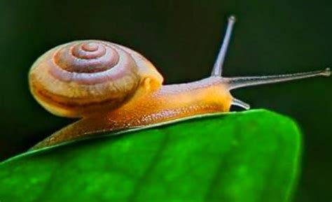 蜗牛的外形描写
