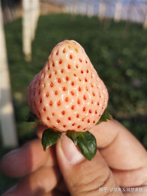 蜜桃色草莓色