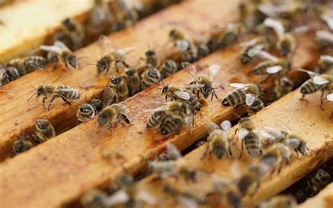蜜蜂养殖公司起名大全