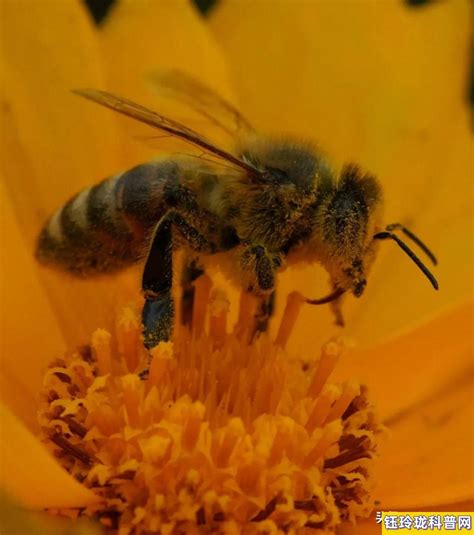 蜜蜂有什么精神品质和特点