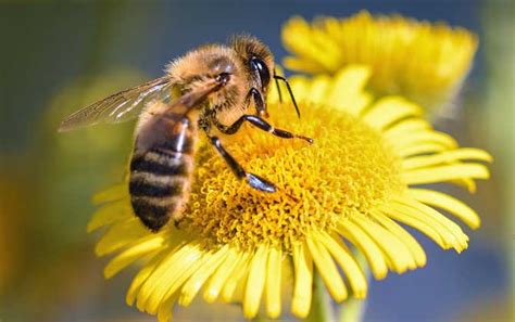 蜜蜂的小知识有哪些呢