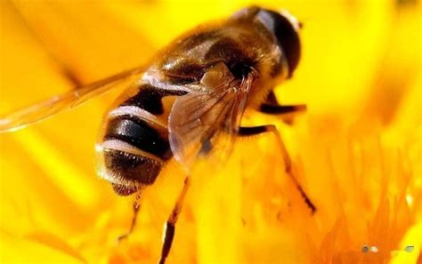 蜜蜂的特点和习性是什么