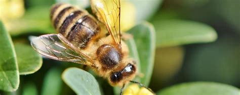 蜜蜂的特点和赋予人的品格