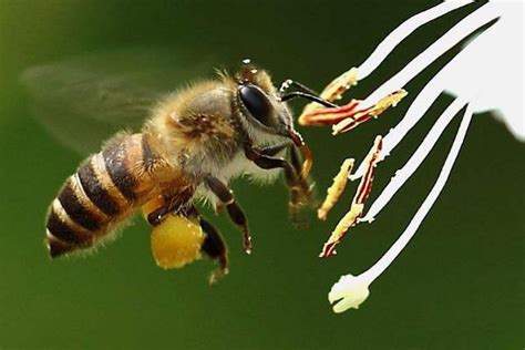 蜜蜂的繁殖方法图