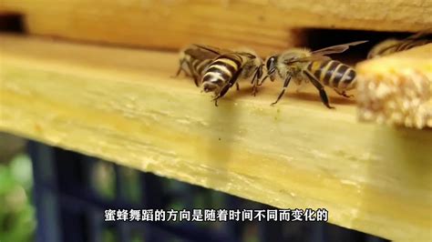 蜜蜂靠什么辨别方向
