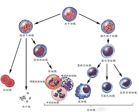 血液和淋巴液中都含有t细胞和b细胞吗